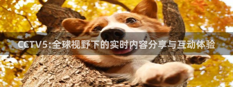 河豚体育直播官网：CCTV5:全球视野下的实时内容分享与互动体验